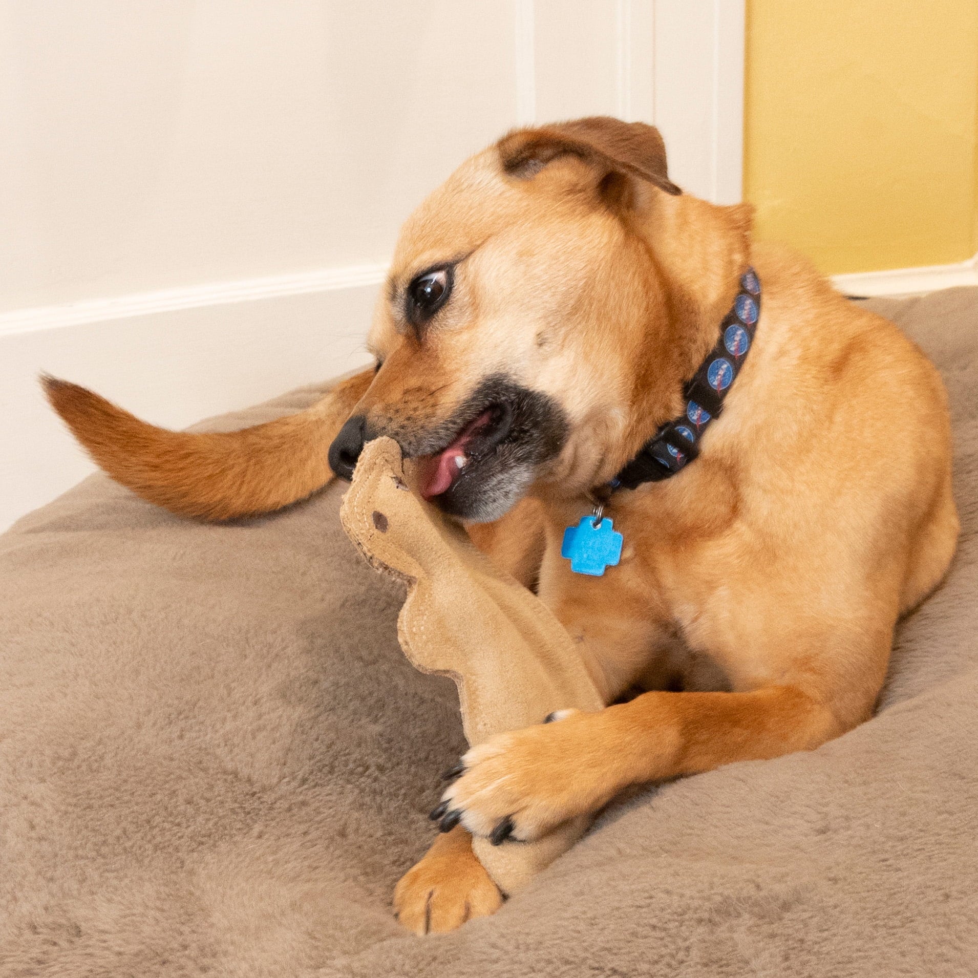 Dura-Fused Squirrel Dog Toy - Durable Leather & Jute Fabric for Small to Medium Chewers, Interactive Fun with Built-in Squeaker