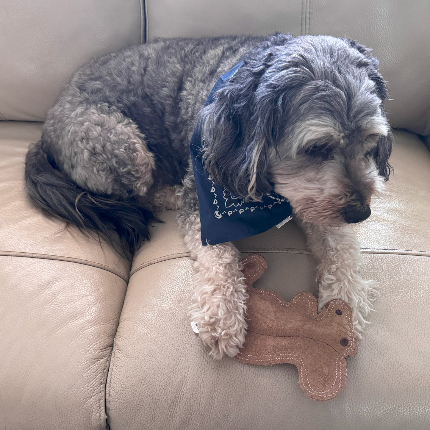 Dura-Fused Squirrel Dog Toy - Durable Leather & Jute Fabric for Small to Medium Chewers, Interactive Fun with Built-in Squeaker