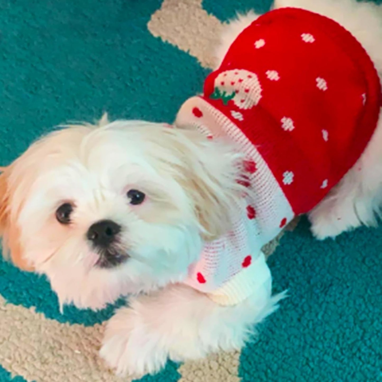 Pet Dog Sweaters Classic Knitwear Turtleneck Winter Warm Puppy Clothing Cute Strawberry and Heart Doggie Sweater (Red1, Xx-Small)