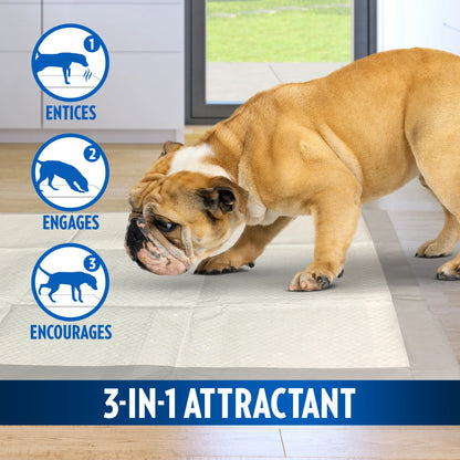 Heavy Duty XXL Dog Pads, Absorbent Pet Training and Puppy Pads, 26 X 30 In, - 30 Pads