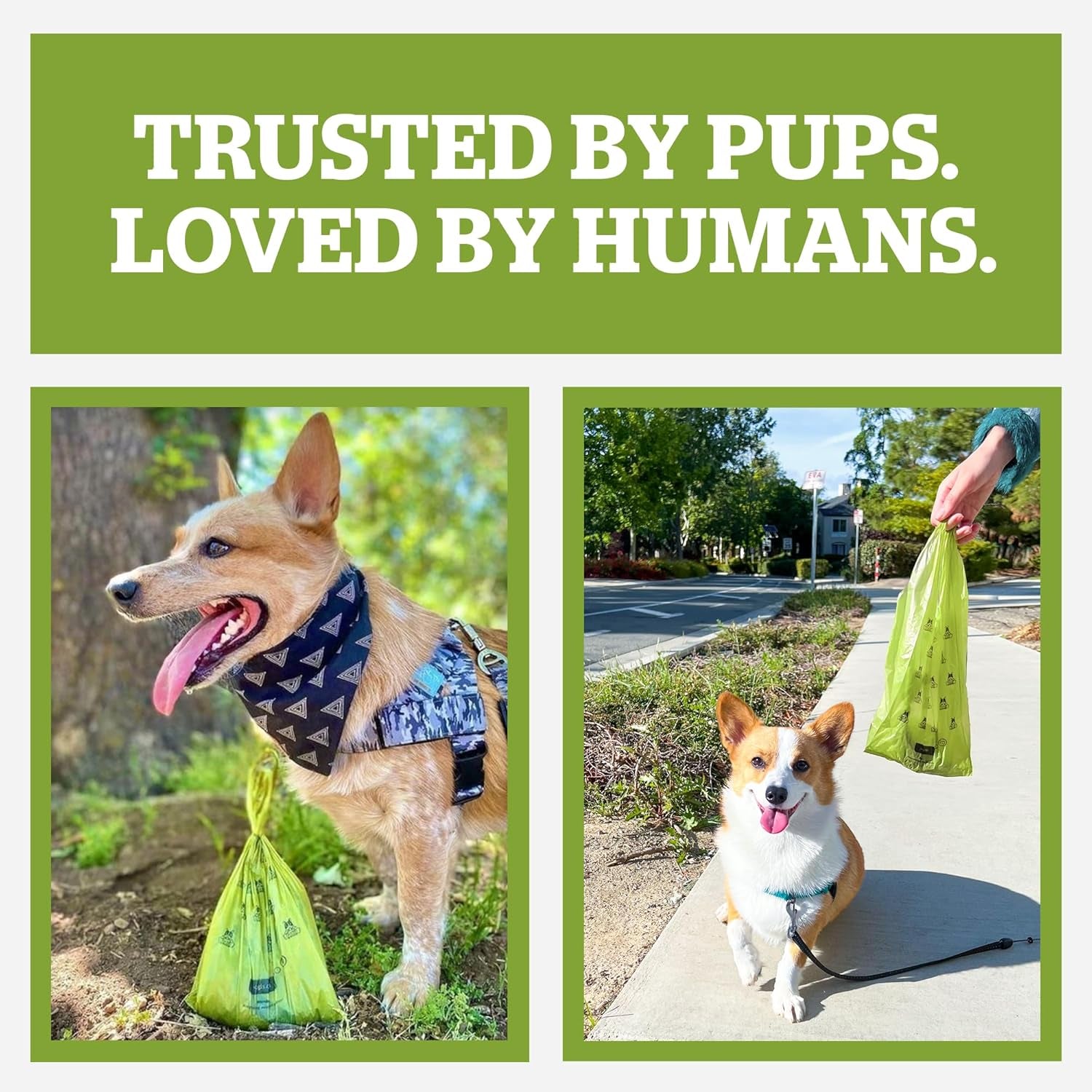 Pogi’S Dog Poop Bags with Handles – Extra-Thick, Leak-Proof, Large, Fresh Scent, 300-Count