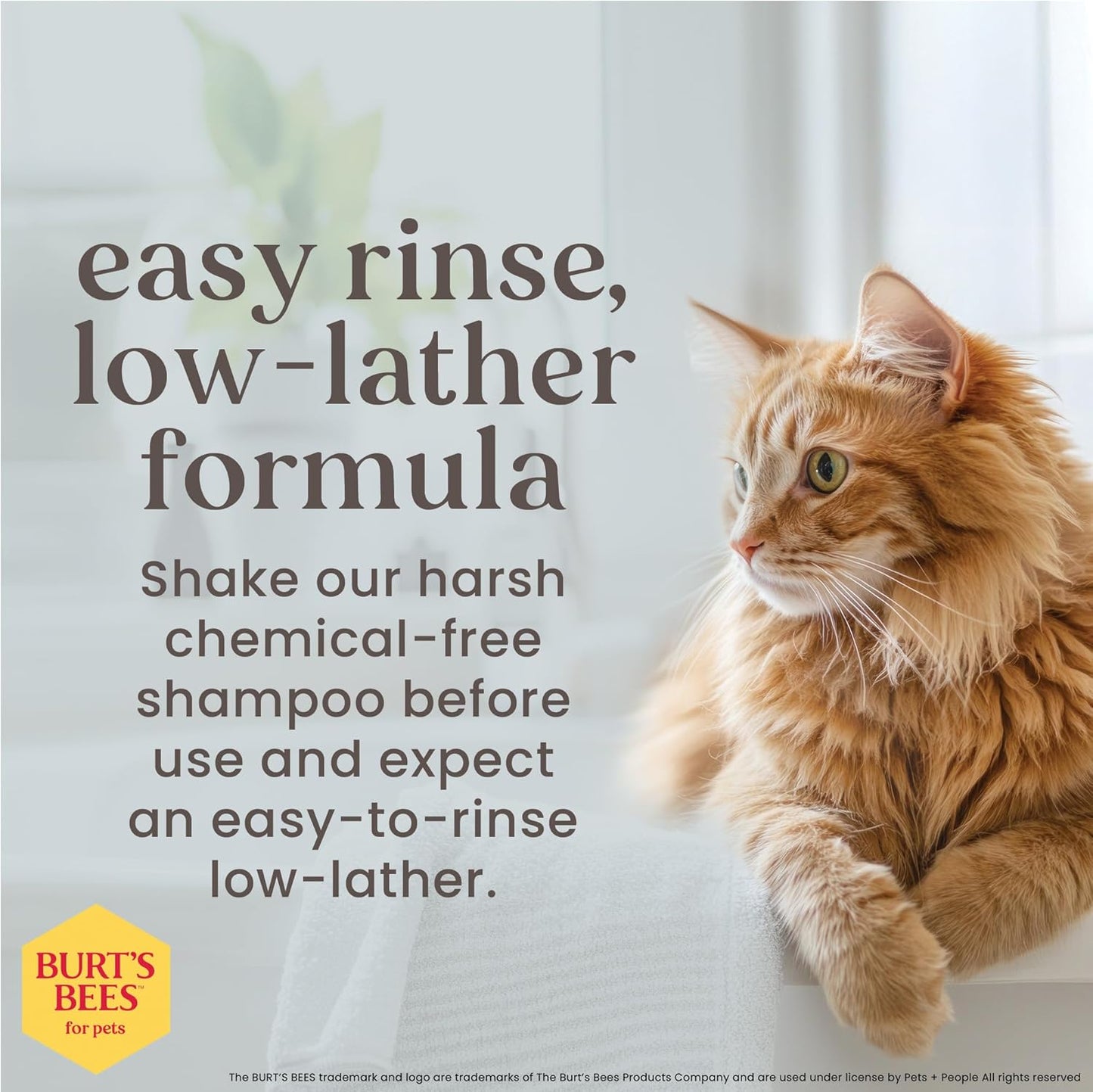 Hypoallergenic Cat Shampoo with Shea Butter and Honey, Gentle Kitten Shampoo for Indoor Cats with Dry or Sensitive Skin, Cat Bathing Supplies, 10 Fl Oz - 2 Pack