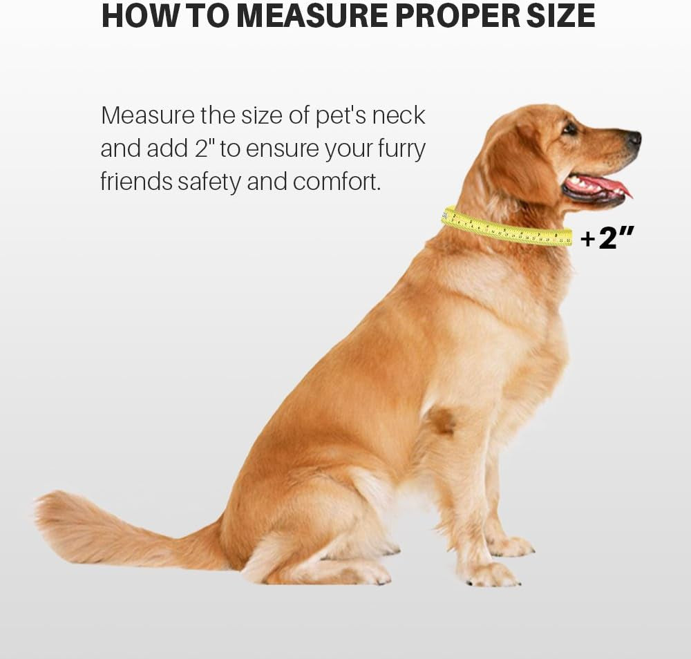 Medium Dog Collar in Lime Green: Heavy-Duty Adjustable Nylon with Quick-Release Buckle