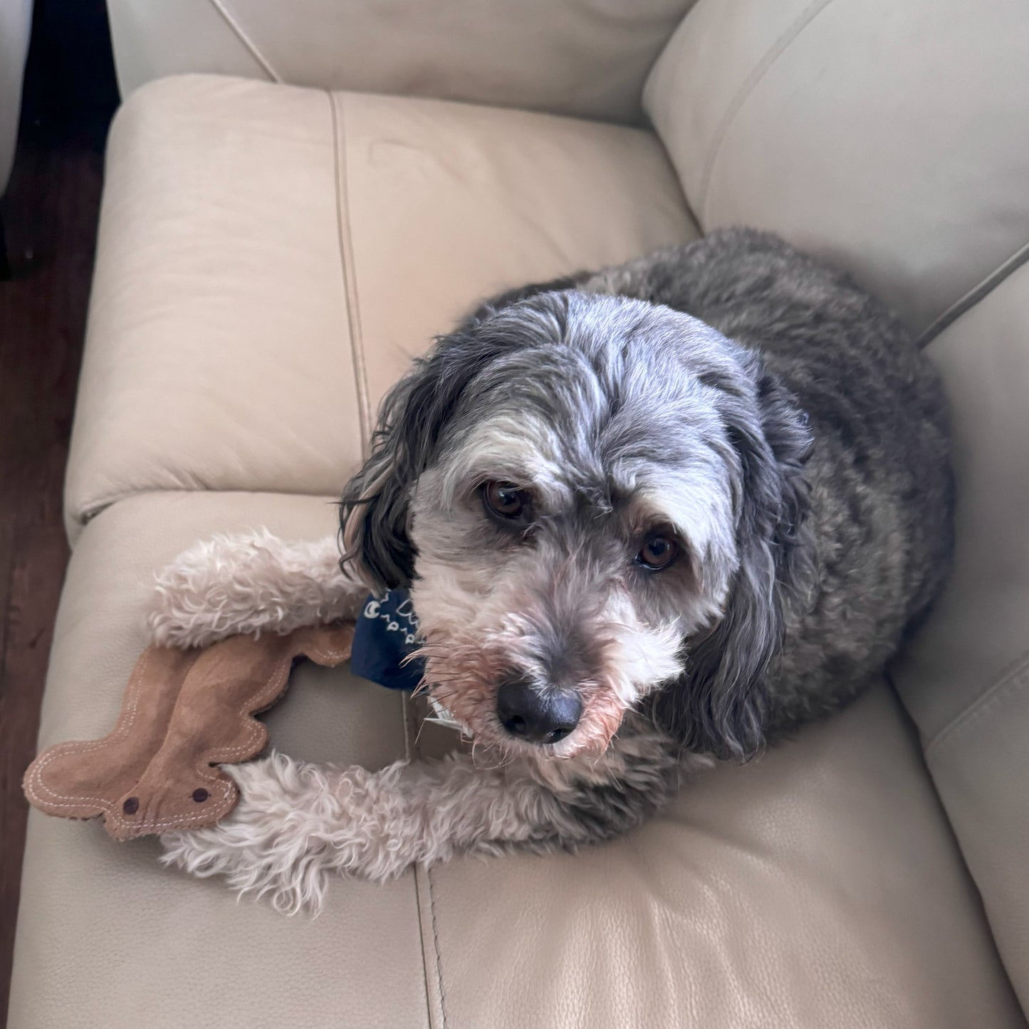Dura-Fused Squirrel Dog Toy - Durable Leather & Jute Fabric for Small to Medium Chewers, Interactive Fun with Built-in Squeaker