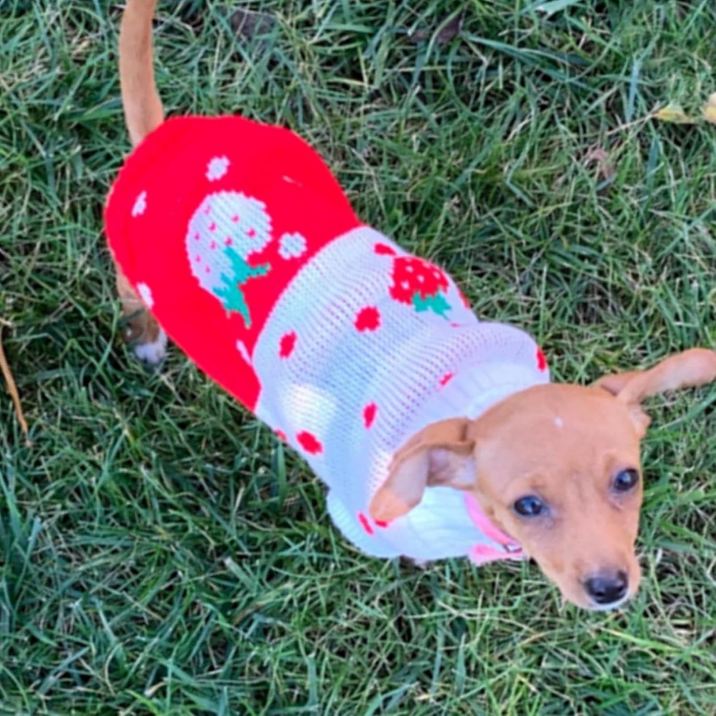 Pet Dog Sweaters Classic Knitwear Turtleneck Winter Warm Puppy Clothing Cute Strawberry and Heart Doggie Sweater (Red1, Xx-Small)