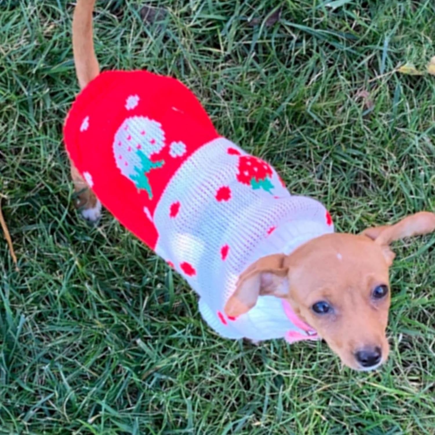 Pet Dog Sweaters Classic Knitwear Turtleneck Winter Warm Puppy Clothing Cute Strawberry and Heart Doggie Sweater (Red1, Xx-Small)