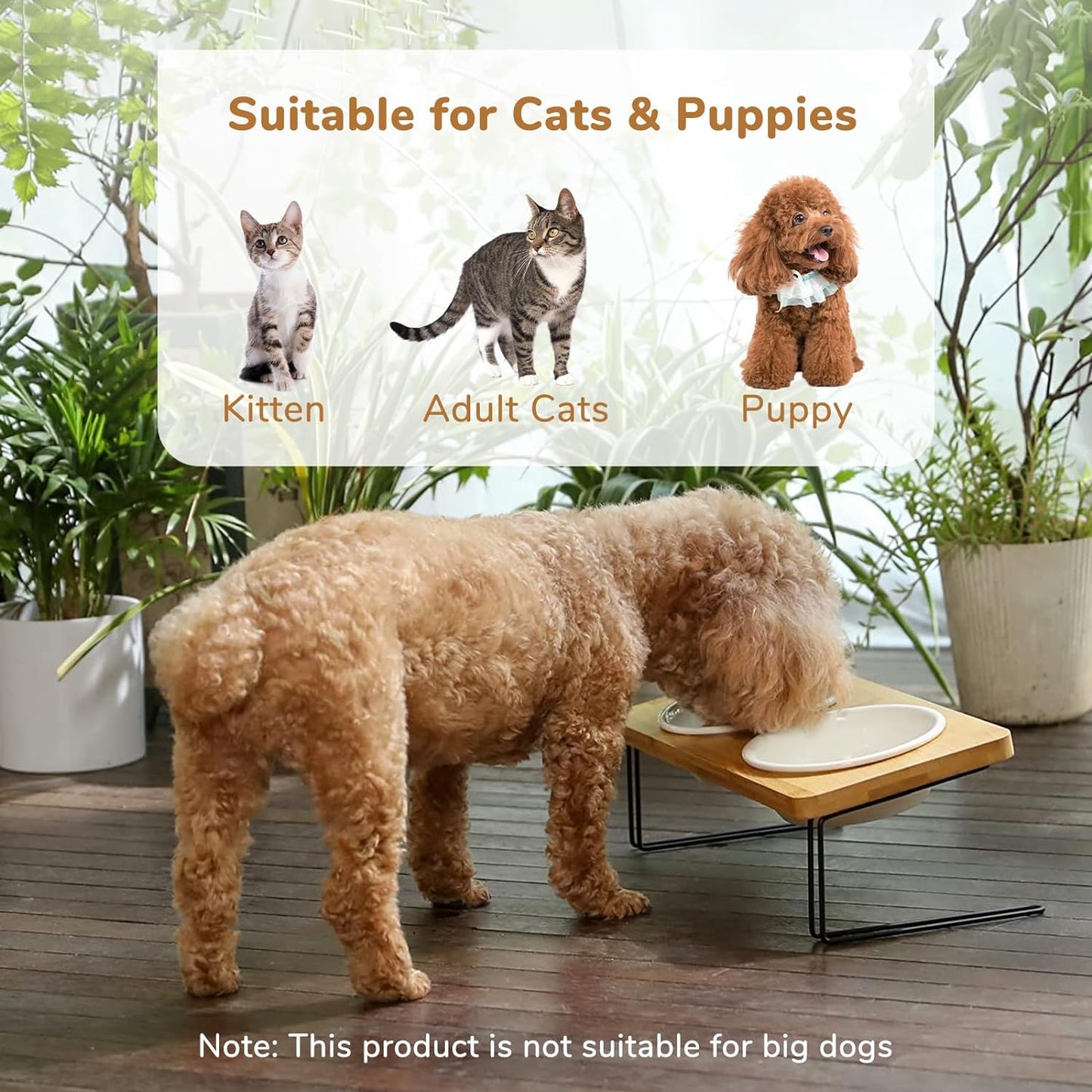 Elevated Tilted Ceramic Cat Bowls with Bamboo Stand - Perfect Feeder Set for Cats and Small Dogs