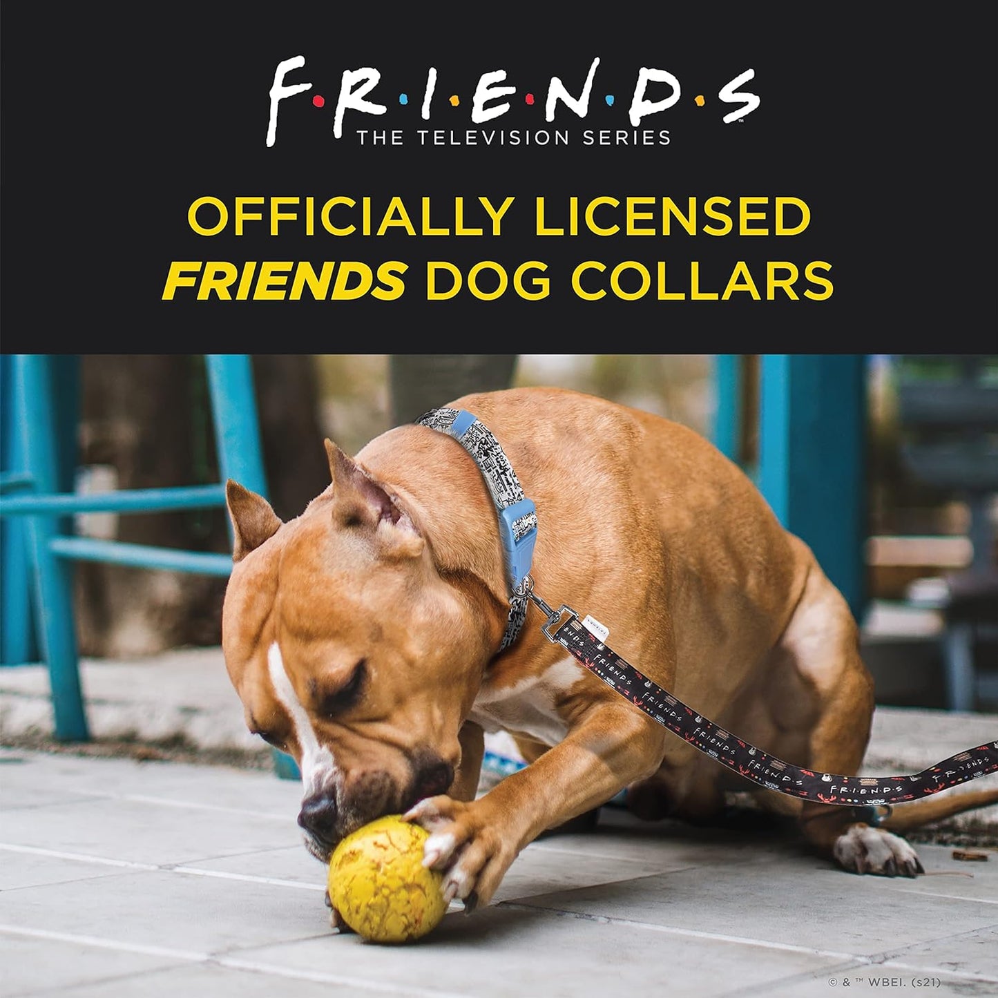 Friends Merchandise: Premium Dog Collar for Medium Dogs, Black with D-Ring