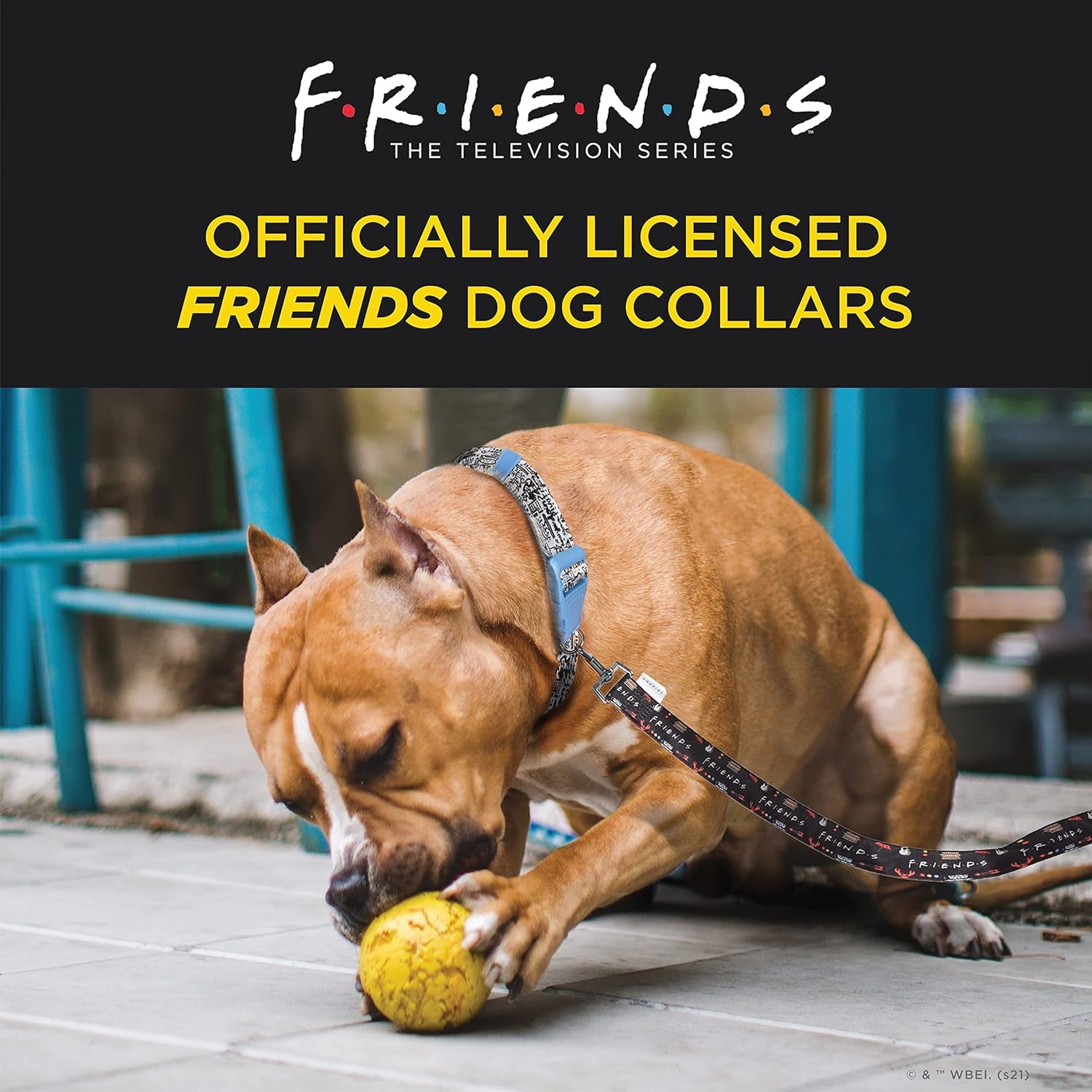 Friends Merchandise: Premium Dog Collar for Medium Dogs, Black with D-Ring