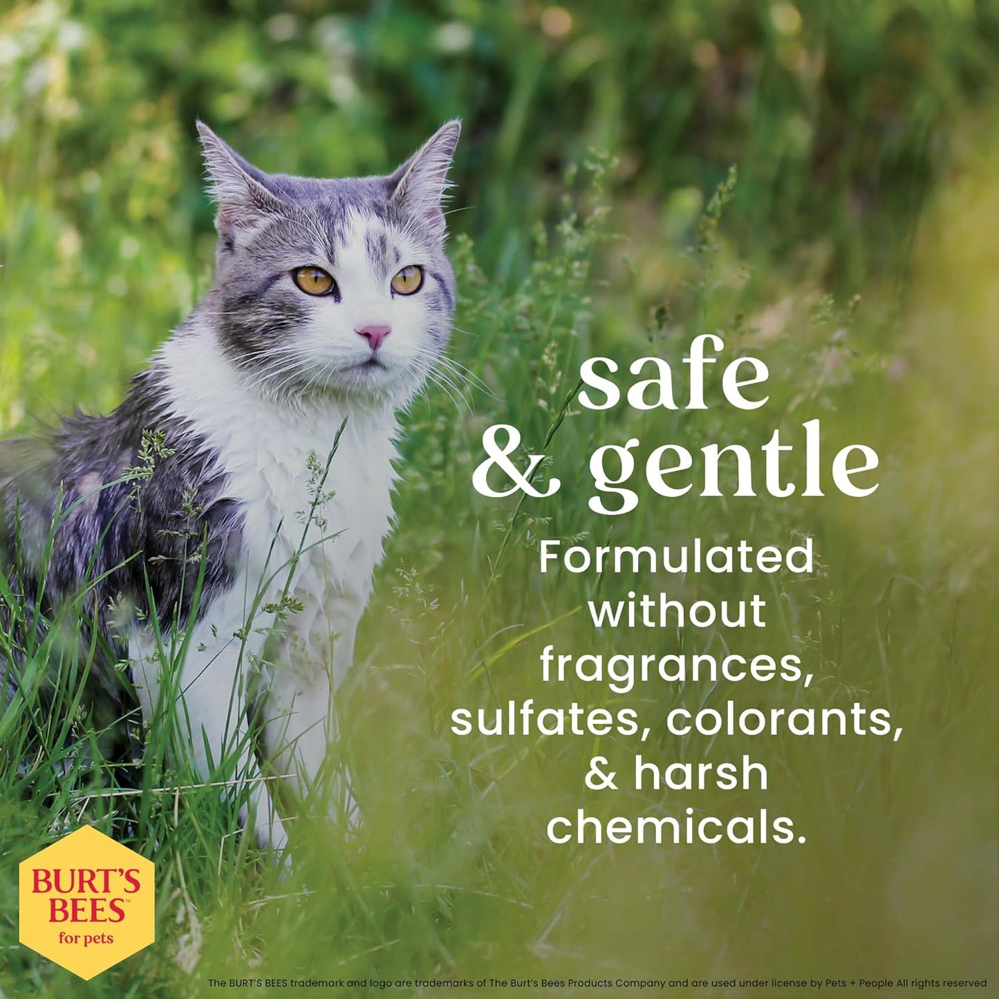 Hypoallergenic Cat Shampoo with Shea Butter and Honey, Gentle Kitten Shampoo for Indoor Cats with Dry or Sensitive Skin, Cat Bathing Supplies, 10 Fl Oz - 2 Pack