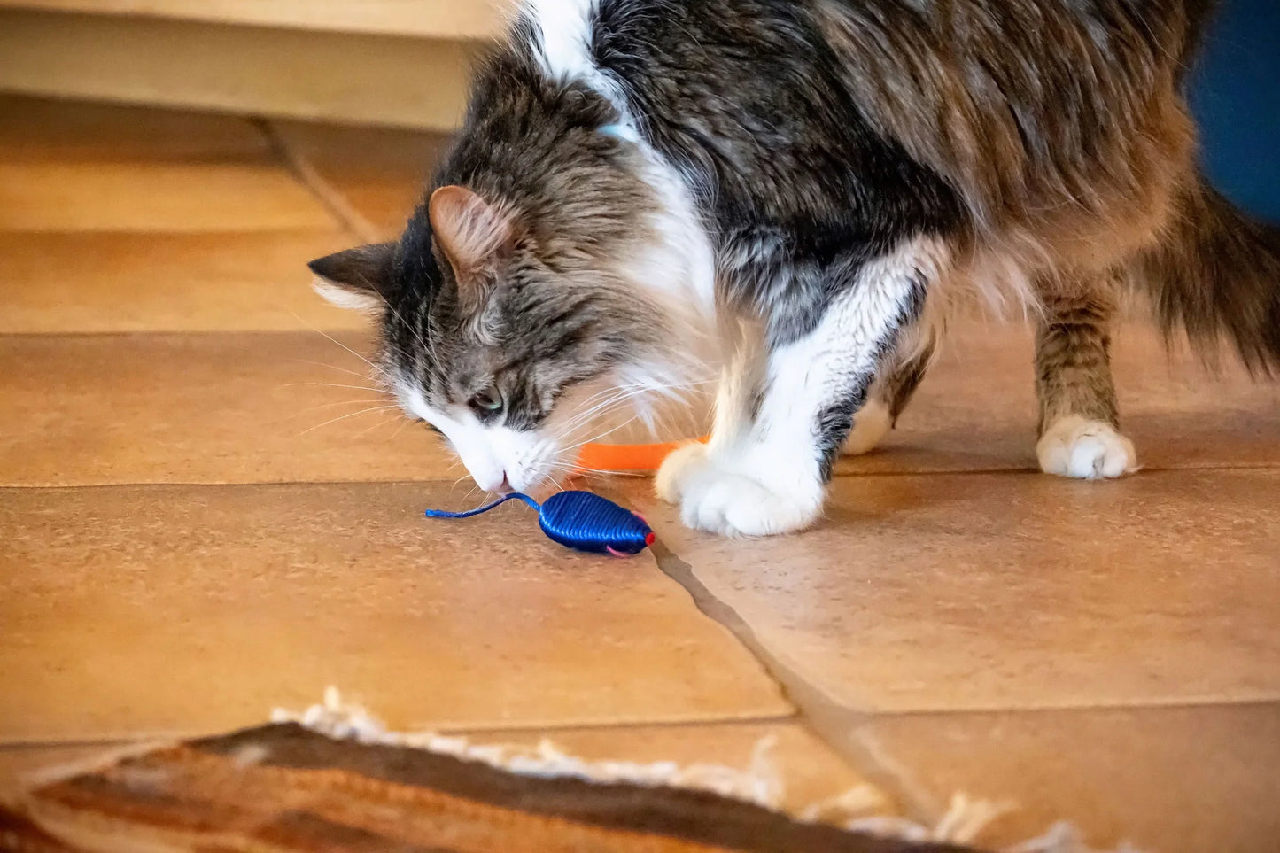 Ultimate 24-Piece Cat Toy Collection for Unmatched Feline Entertainment!